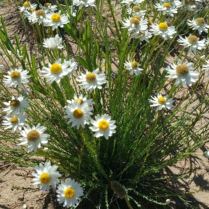 Rhodanthe anthemoides at Molonglo River Reserve - 7 Nov 2016