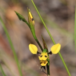 Diuris sulphurea at Canberra Central, ACT - 7 Nov 2016