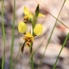 Diuris sulphurea at Canberra Central, ACT - 7 Nov 2016