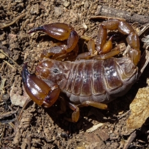 Urodacus manicatus at Sutton, NSW - 7 Nov 2016 10:29 AM