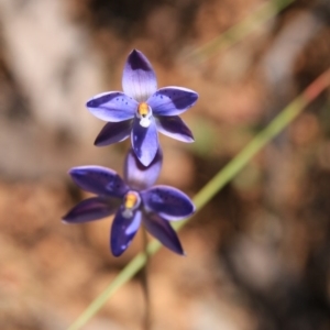 Thelymitra juncifolia at Canberra Central, ACT - 7 Nov 2016