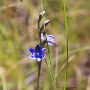 Thelymitra juncifolia at Canberra Central, ACT - 7 Nov 2016