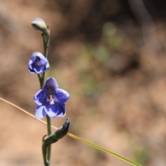 Thelymitra juncifolia at Canberra Central, ACT - 7 Nov 2016