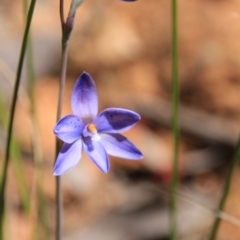 Thelymitra juncifolia at Canberra Central, ACT - 7 Nov 2016