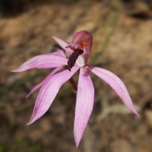 Caladenia congesta at Aranda, ACT - 7 Nov 2016