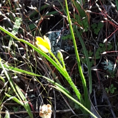 Hypoxis hygrometrica var. villosisepala (Golden Weather-grass) at Isaacs, ACT - 7 Nov 2016 by Mike