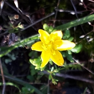 Hypoxis hygrometrica var. villosisepala at Isaacs, ACT - 7 Nov 2016