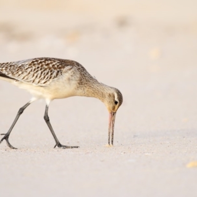 Limosa lapponica (Bar-tailed Godwit) at Eden, NSW - 7 Nov 2016 by Leo
