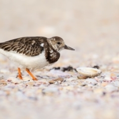 Arenaria interpres (Ruddy Turnstone) at Eden, NSW - 7 Nov 2016 by Leo