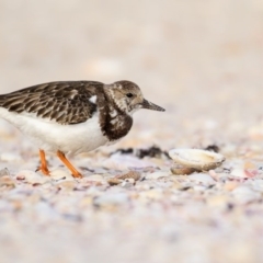 Arenaria interpres (Ruddy Turnstone) at Eden, NSW - 6 Nov 2016 by Leo