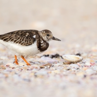 Arenaria interpres (Ruddy Turnstone) at Eden, NSW - 7 Nov 2016 by Leo