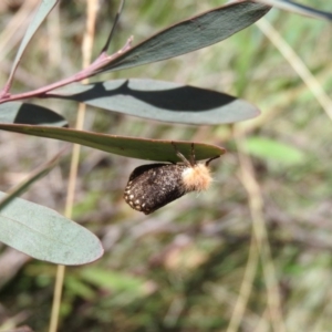 Epicoma contristis at Booth, ACT - 28 Feb 2016 11:24 AM