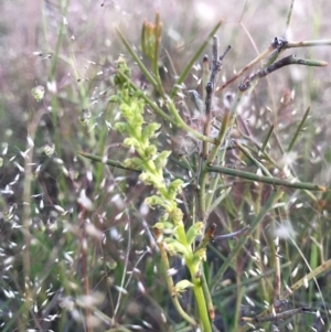 Microtis sp. at Majura, ACT - suppressed