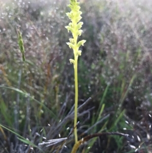 Microtis sp. at Majura, ACT - suppressed