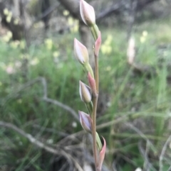 Thelymitra (genus) (sun orchids) at Majura, ACT - 7 Nov 2016 by AaronClausen