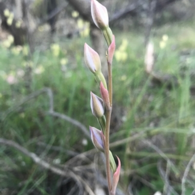 Thelymitra (genus) (sun orchids) at Majura, ACT - 7 Nov 2016 by AaronClausen