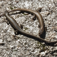 Eulamprus heatwolei (Yellow-bellied Water Skink) at Paddys River, ACT - 2 Nov 2016 by JohnBundock