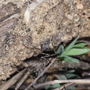 Paraoxypilus tasmaniensis at Aranda, ACT - 7 Nov 2016 04:32 PM