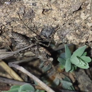 Paraoxypilus tasmaniensis at Aranda, ACT - 7 Nov 2016 04:32 PM