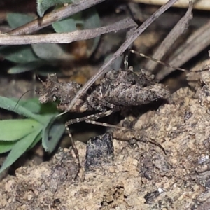 Paraoxypilus tasmaniensis at Aranda, ACT - 7 Nov 2016 04:32 PM