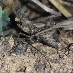 Paraoxypilus tasmaniensis at Aranda, ACT - 7 Nov 2016 04:32 PM