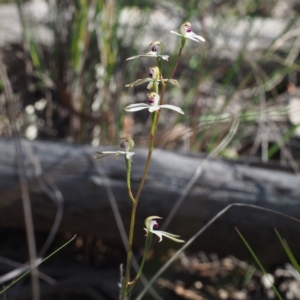 Caladenia cucullata at Canberra Central, ACT - 7 Nov 2016