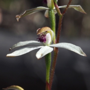 Caladenia cucullata at Canberra Central, ACT - 7 Nov 2016