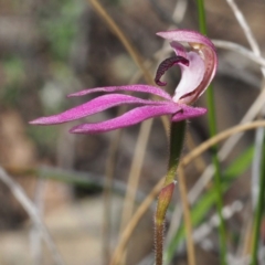 Caladenia congesta (Pink Caps) at Canberra Central, ACT - 6 Nov 2016 by David