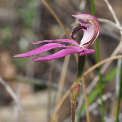 Caladenia congesta (Pink Caps) at Canberra Central, ACT - 6 Nov 2016 by David