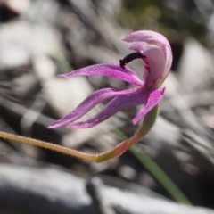 Caladenia congesta at Canberra Central, ACT - suppressed