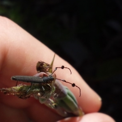 Tropis sp. (genus) (Longhorn or longicorn beetle) at Aranda, ACT - 31 Oct 2016 by MattM