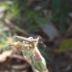 Tropis sp. (genus) at Aranda, ACT - 31 Oct 2016 02:43 PM