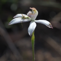 Caladenia moschata (Musky Caps) at Canberra Central, ACT - 7 Nov 2016 by David