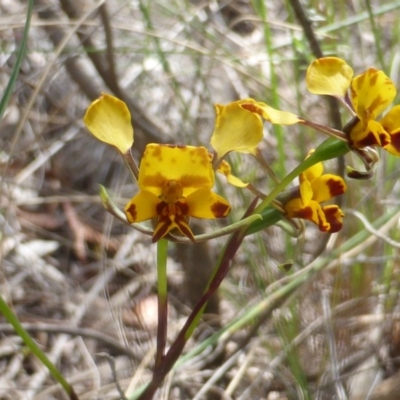 Diuris semilunulata (Late Leopard Orchid) at Wanniassa Hill - 7 Nov 2016 by Mike