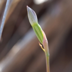 Thelymitra sp. (A Sun Orchid) at Point 5805 - 7 Nov 2016 by David