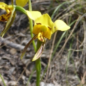 Diuris sulphurea at Wanniassa Hill - suppressed