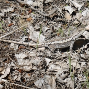 Amphibolurus muricatus at Isaacs, ACT - 7 Nov 2016