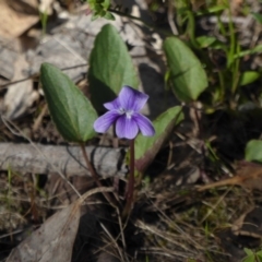 Viola betonicifolia (Mountain Violet) at Tralee, NSW - 5 Nov 2016 by Roman