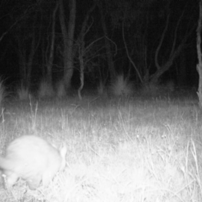 Trichosurus vulpecula (Common Brushtail Possum) at Gungahlin, ACT - 6 Nov 2016 by MulligansFlat1