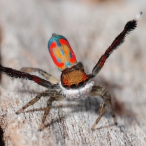 Maratus pavonis at Cotter River, ACT - 16 Nov 2012