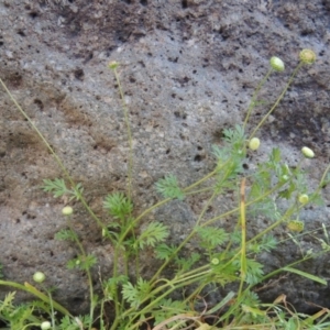 Cotula australis at Point Hut to Tharwa - 28 Oct 2016 07:38 PM