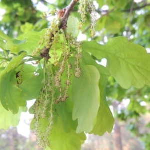 Quercus robur at Gordon, ACT - 28 Oct 2016