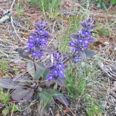 Ajuga australis (Austral Bugle) at Isaacs, ACT - 8 Nov 2016 by Mike