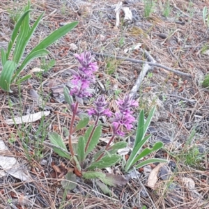 Ajuga australis at Isaacs, ACT - 8 Nov 2016