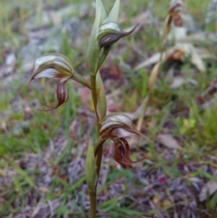 Oligochaetochilus hamatus (Southern Hooked Rustyhood) at Rob Roy Range - 8 Nov 2016 by mholling