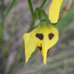 Diuris sulphurea (Tiger Orchid) at Point 60 - 7 Nov 2016 by Ryl