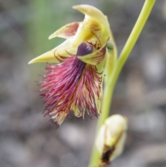 Calochilus montanus (Copper Beard Orchid) at Point 60 - 7 Nov 2016 by Ryl