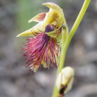 Calochilus montanus (Copper Beard Orchid) at Point 60 - 7 Nov 2016 by Ryl