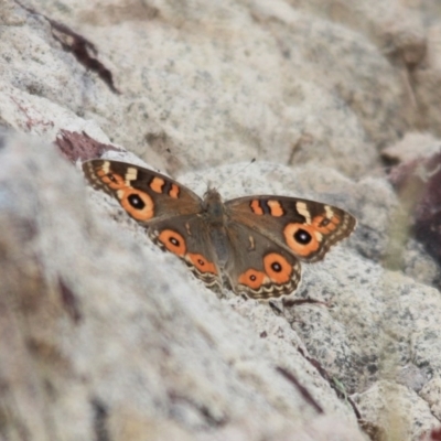 Junonia villida (Meadow Argus) at Tathra, NSW - 7 Nov 2016 by KerryVance