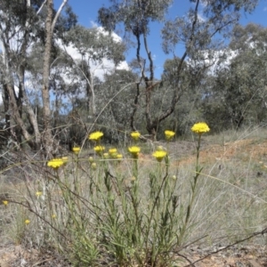 Rutidosis leptorhynchoides at Yarralumla, ACT - 12 Nov 2011